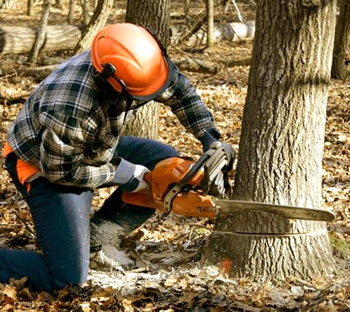 Tree Removal in Kennebunk, ME